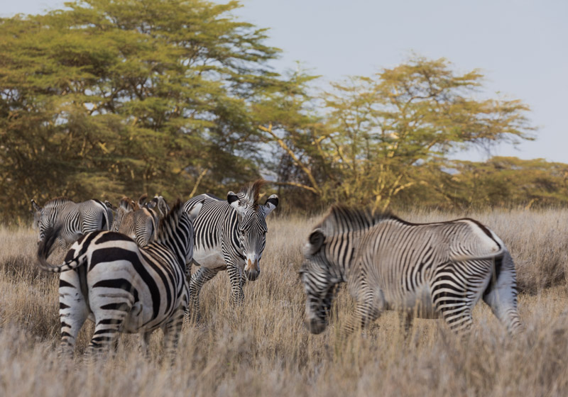 Safari_Lewa_Feb2022_TCunniffe_064